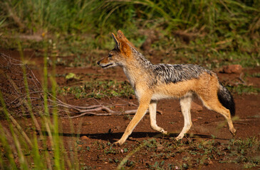 Black-backed jackal trotting across red dirt towards the left