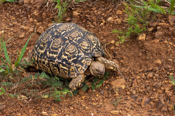 Leopard tortoise walking across red dirt