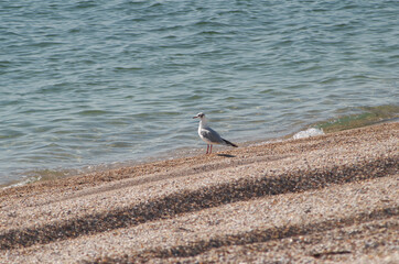 seagull in the sea