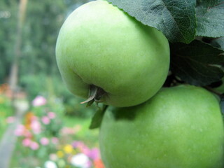Ripe green apples on a branch in the garden