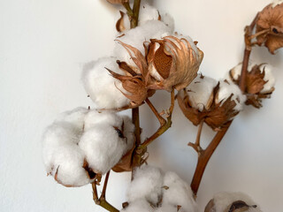 Two dry wooden cotton plant branches with white fluffy cotton flowers close up isolated on white background