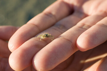 small crab on a hand lit by the afternoon sunlight, baby crab macro photography. © Victor