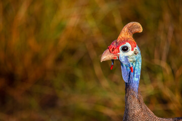 helmeted guinea fowl head portrait facing left with copy space
