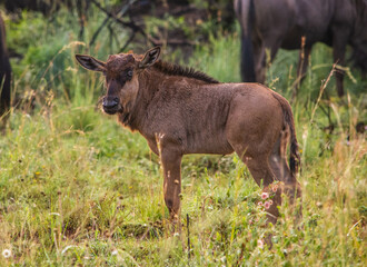 Naklejka na ściany i meble Baby wildebeest standing alone facing left