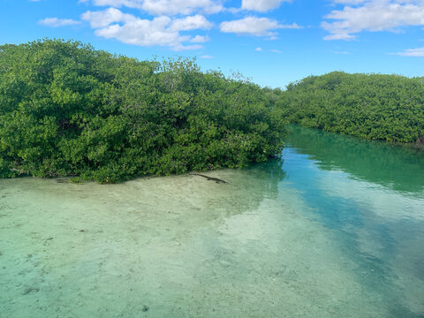 Beautiful landscape of river lagoon and mangroves trees, mangrove forest and scenic river landscape in Sian Ka&rsquo;an biosphere reserve