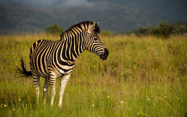 Zebra standing in green grass entire body facing right