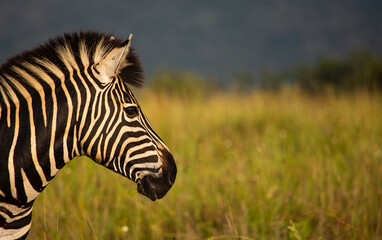 Fototapeta na wymiar Portrait of adult zebra head facing right with copy space