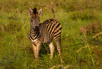 Fototapeta na wymiar Baby zebra standing in green grass facing viewer