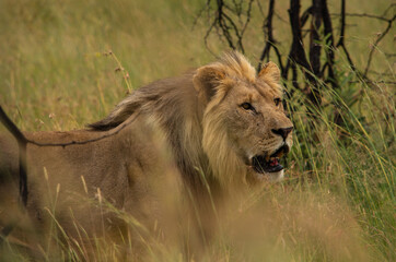 Male lion in the grass looking right 