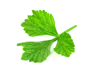 leaf Coriander or Cilantro isolated on white background ,Green leaves pattern