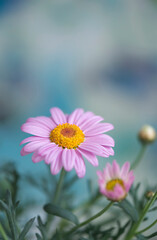 Rosefarbene Margeriten