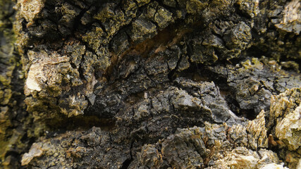 A chaga fungus on the trunk of a birch tree.