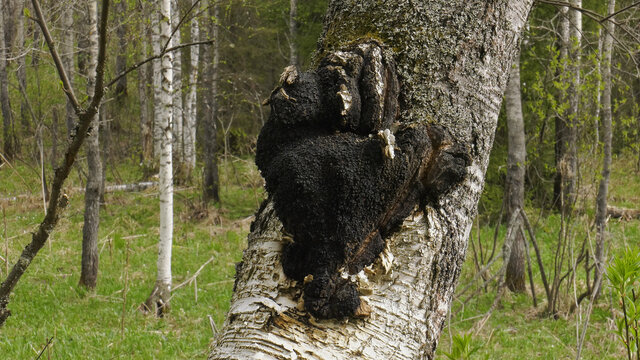 A chaga fungus on the trunk of a birch tree.