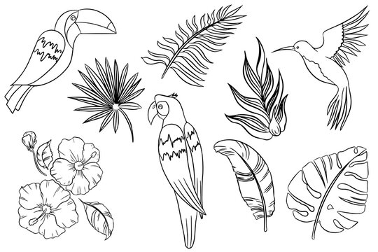 Jungle tropics birds and plants. Vector line illustrations of parrot, toucan, hummingbird, palm leaves and flowers drawings for poster, background and cover