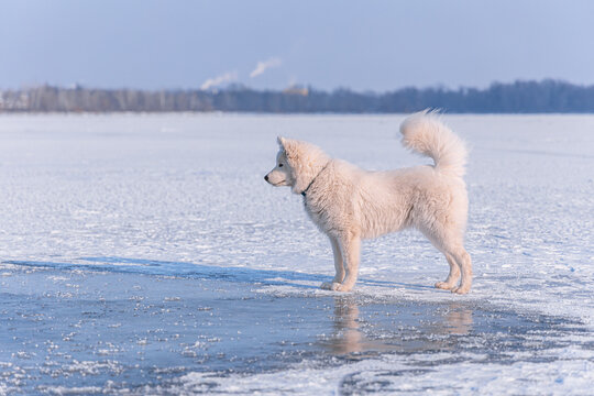 beautiful white dog walks on ice in winter