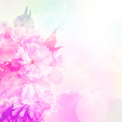 Fototapeta na wymiar pink sakura flowers close up and light bokeh