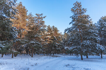 Beautiful winter forest with a drone, near the city