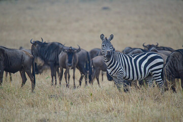 Naklejka na ściany i meble On the grassland, a zebra stands in front of the antelope(Wildebeest). Large numbers of animals migrate to the Masai Mara National Wildlife Refuge in Kenya, Africa. 2016.