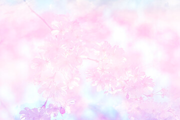 sakura flowers on sakura tree - Cherry blossom