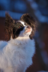 Fototapete bei efototapeten.de bestellen   