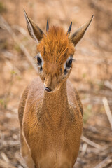 Dik-dik in Tarangire National Park, Tanzania