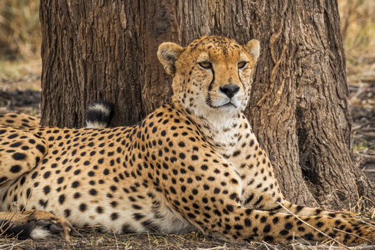 A resting cheetah in Tarangire National Park, Tanzania