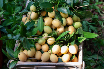 Fresh Sweet Yellow Marian Plum or Plum Mango that gardeners put in baskets to be sold.
