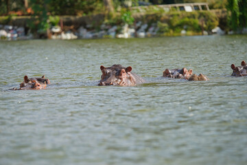 Hippos swim in rivers, only their heads surface. Large numbers of animals migrate to the Masai Mara...