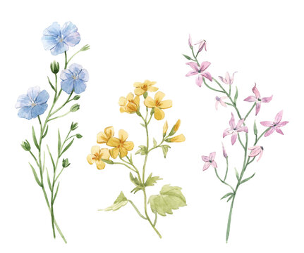Beautiful floral set with watercolor gentle spring field flowers. Stock illustration.