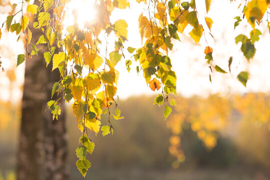 beautiful autumn sun shines through the yellow leaves of birch