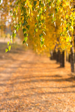 beautiful autumn sun shines through the yellow leaves of birch