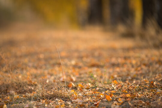 beautiful autumn sun shines through the yellow leaves of birch