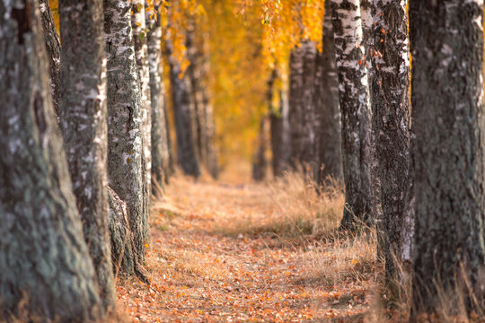 beautiful autumn sun shines through the yellow leaves of birch