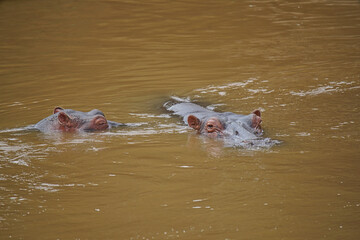 Hippos swim in rivers, only their heads surface. Large numbers of animals migrate to the Masai Mara National Wildlife Refuge in Kenya, Africa. 2016.