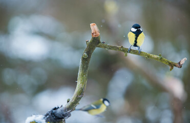 Great tit sitting on a twig