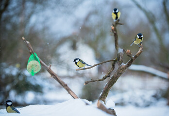 Songbirds on a feeder