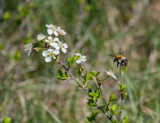 Makro von Kirschblüten und fliegender Hummel 