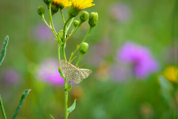 moth moth. white butterfly on a yellow flower. a gentle moth sits on a yellow meadow flower. natural blurred background, place for text, close-up. white butterfly on a green background