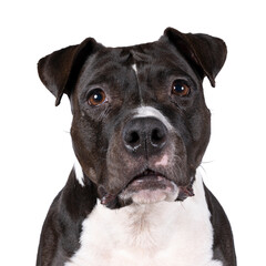 Portrait of the head of a brown American Staffordshire terrier ( amstaff ) sitting isolated in white