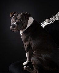 Obraz premium Portrait of a brown American Staffordshire terrier sitting in a black background on a black baroque chair