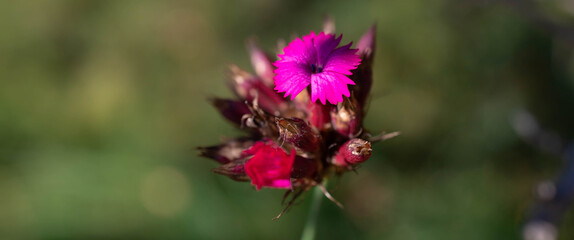 Close-up of pink Dianthus wildflower. Copy space