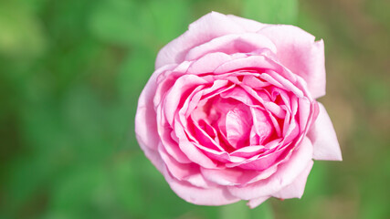 Close-up photo, top view of beautiful pink rose and natural green background.