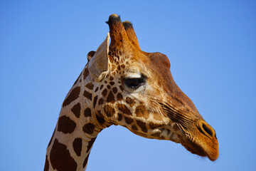 A close-up of the side of an African giraffe's head. Large numbers of animals migrate to the Masai Mara National Wildlife Refuge in Kenya, Africa. 2016.