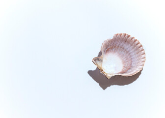 Isolated shells with beige Background.
