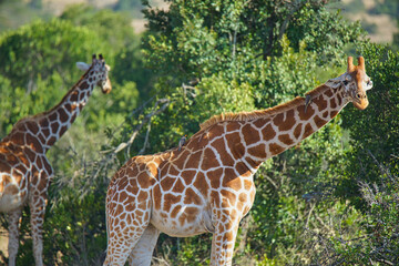 There are two birds standing on the neck and back of the giraffe. Large numbers of animals migrate to the Masai Mara National Wildlife Refuge in Kenya, Africa. 2016.