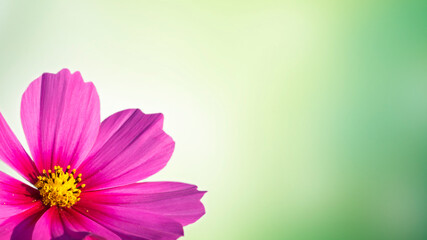 Beautiful pink cosmos flower on green background.