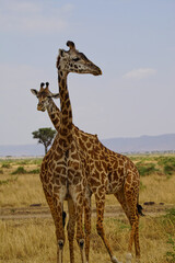 Two African giraffes stand on the grass. In the opposite direction. Large numbers of animals migrate to the Masai Mara National Wildlife Refuge in Kenya, Africa. 2016.
