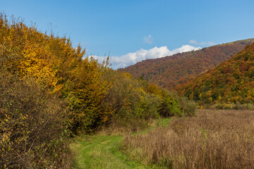 Fototapeta na wymiar Autumn mountain landscape - yellowed and reddened autumn trees combined with green needles and blue skies. Colorful autumn landscape scene in the Ukrainian Carpathians.