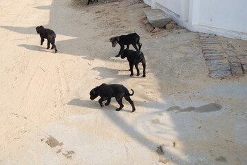 five dogs in street