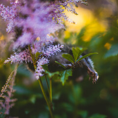 The common marmoset baby on the branch in summer garden